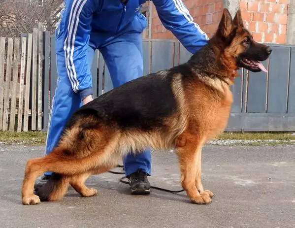 SG1 Sila Good Team Loznica