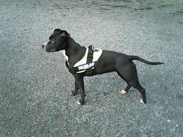 Hakita Dog's Rider (Hurka)