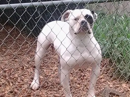 Emerald hills Baretta