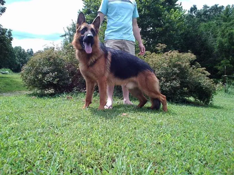 Baron von Zwillingseichen