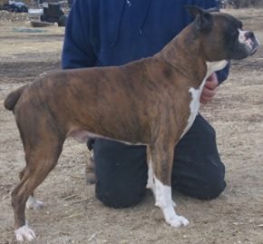 ZUES's Madmaxamilion