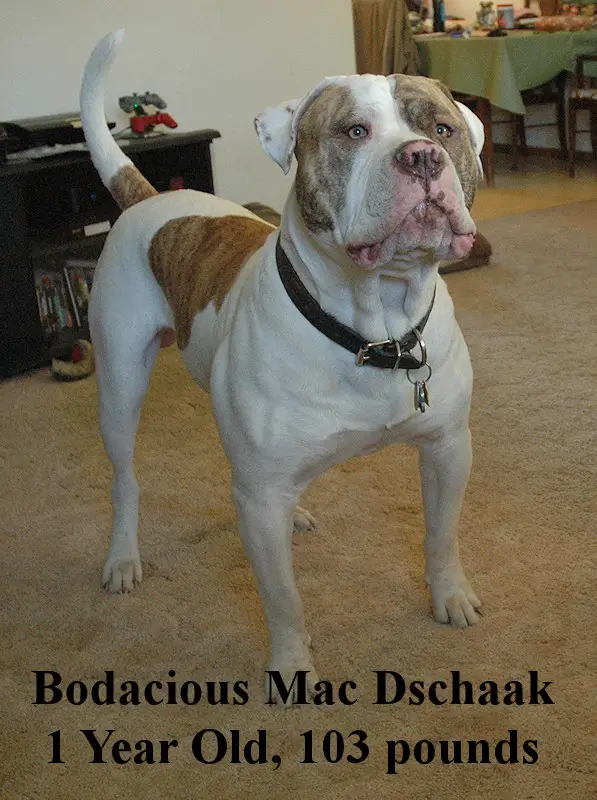 Bodacious Mac Dschaak