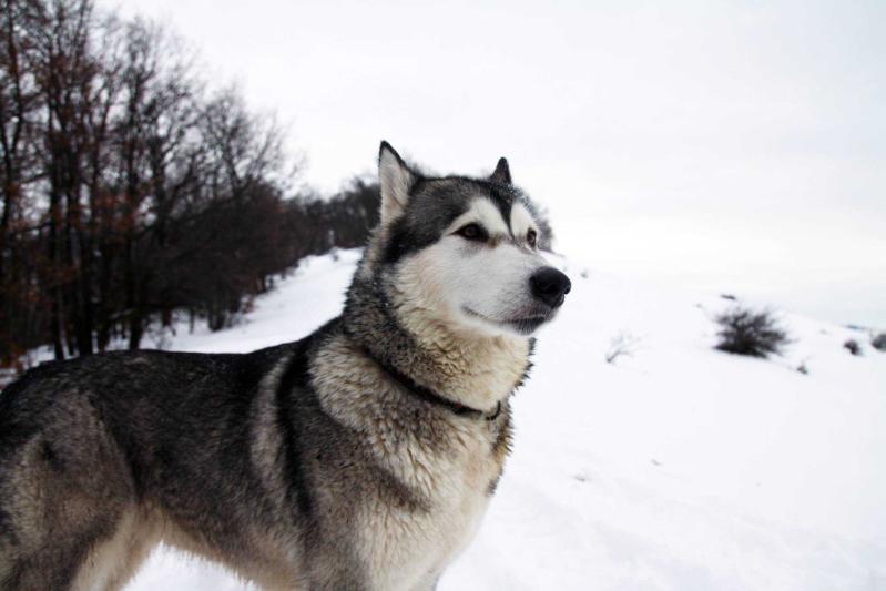 El Rey Del Rey la Montana Blanca