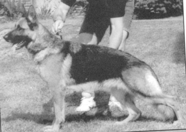 Conni vom schönen Oberharz