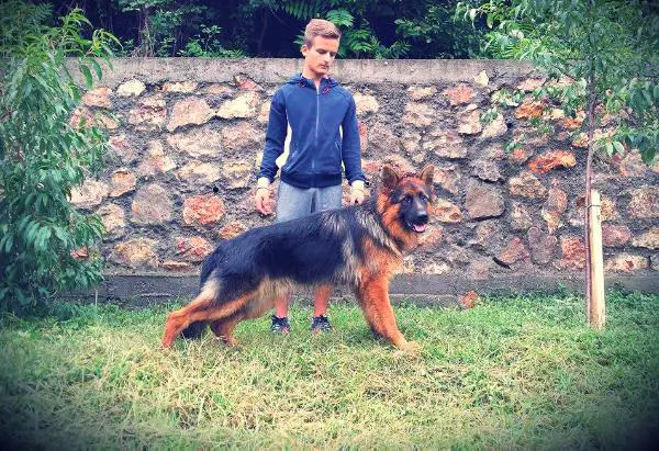 Baron de Craiova Maxima