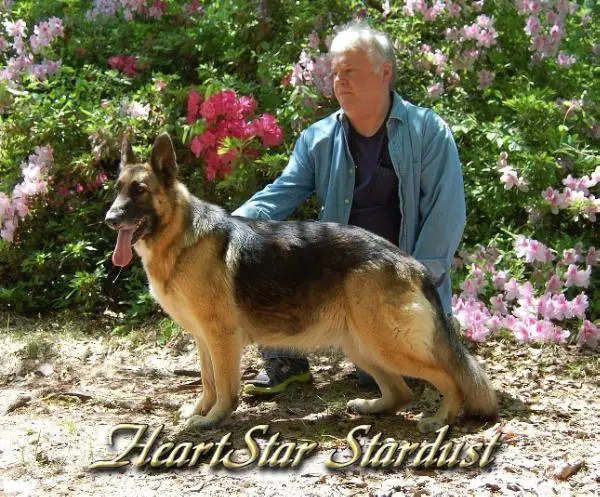 HeartStar's Stardust
