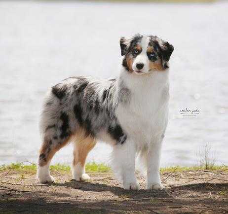 AKC/UKC CH Milwin's Enchantment