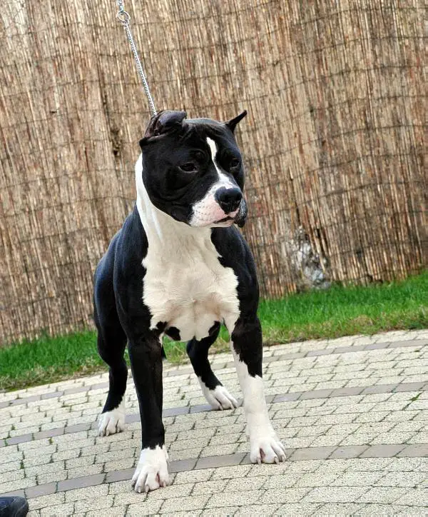 PEDRO JUNIOR Niziołek