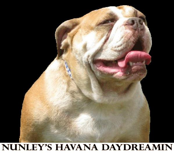 Nunley's Havana Daydreamin