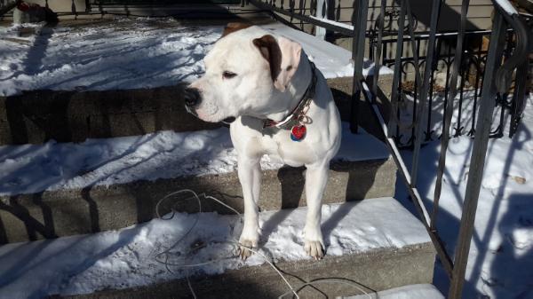 UKC SUPER DOG,TOP 10 HD's Huckster the Casanova