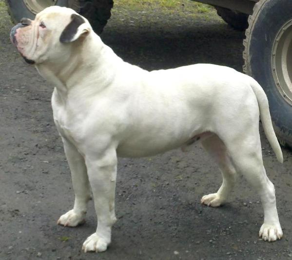 DDP's Mighty Sampson