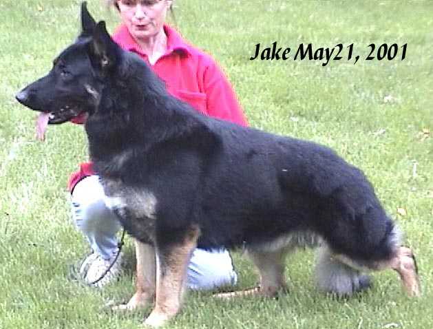 Am/Can Ch. Big Jake Of Gableridge