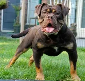 Bullforce combat