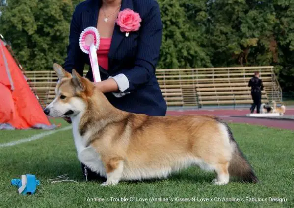 CH (BLR), J CH (BLR,  EST, UKR, RUS) Annline's Trouble Of Love