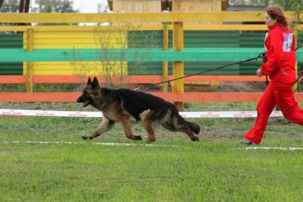 Black Berry (Zaurex x Brend)  (lsth.)