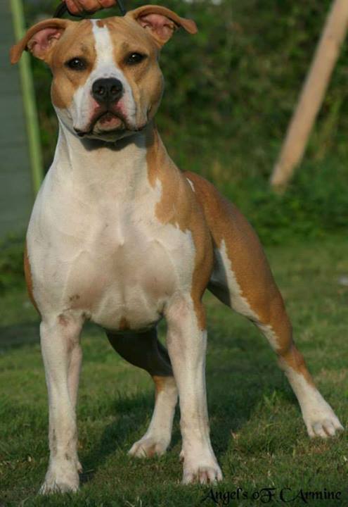 Elfire De Angel's of Carmine