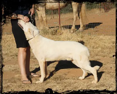 Tate's Maximus