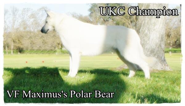 UKC CH CGC Vf Maximus's Polar Bear