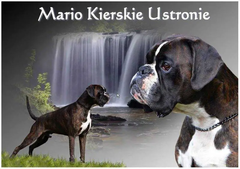 MARIO Kierskie Ustronie