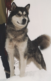 Kataum Inua's Pinnak