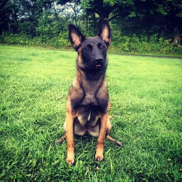 Bazinga Mi Obsessión