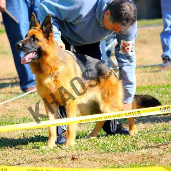 SG Coco Di Casa Ceca