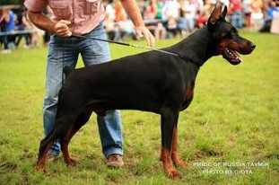 JUNIOR SIEGER ADP, J Pride of Russia Taymir