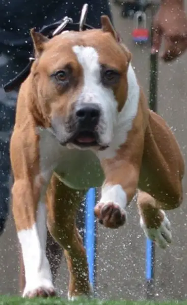 USJCH CA UWP URO1 CH 'PR' Morghem's .500 Nitro Express aka (Frank's) Khing