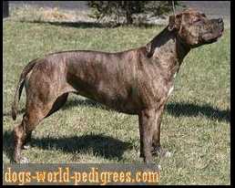 Cezeta masterqueen of royalty bolt