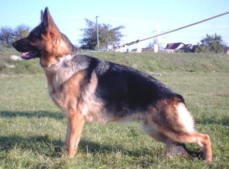 2CACJ,CAC, CACIB Rea von Haus Selia