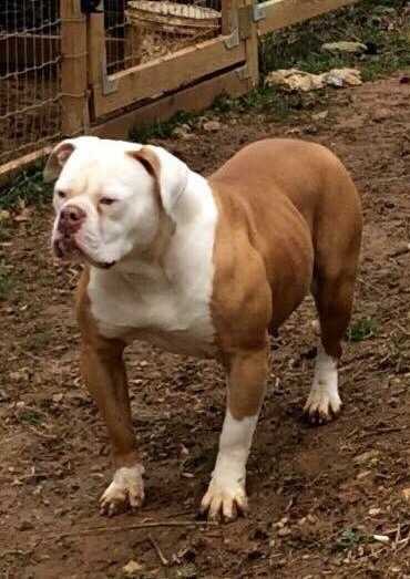 NongAB's PIGLET of KOG