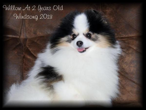 Kc's Parti At Windsong's Willow