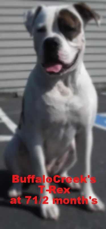 BuffaloCreek's T-Rex