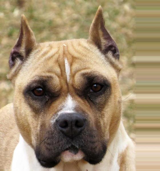 Gaff Cedarbar Earth Angel