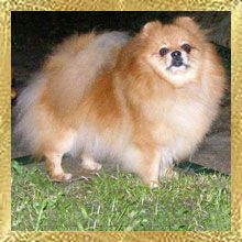 Delishes Intriga Star