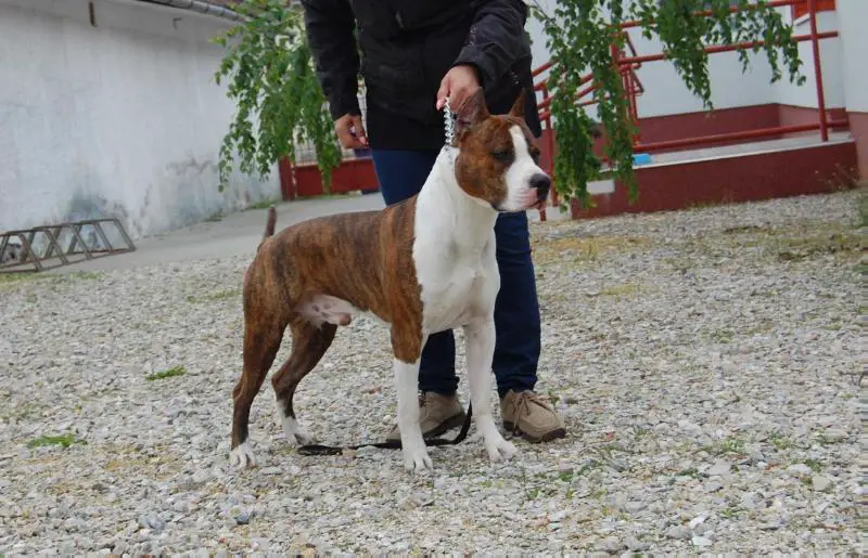 King Tiger of Sweet Gangland