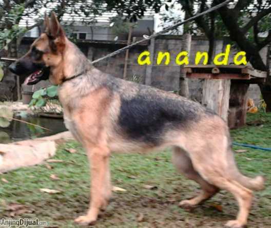 Ananda von Amarta
