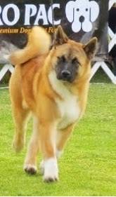 Ying Tao Aquilles Of The Troys War