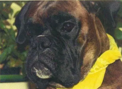 Dancer's Dutch Secret Max