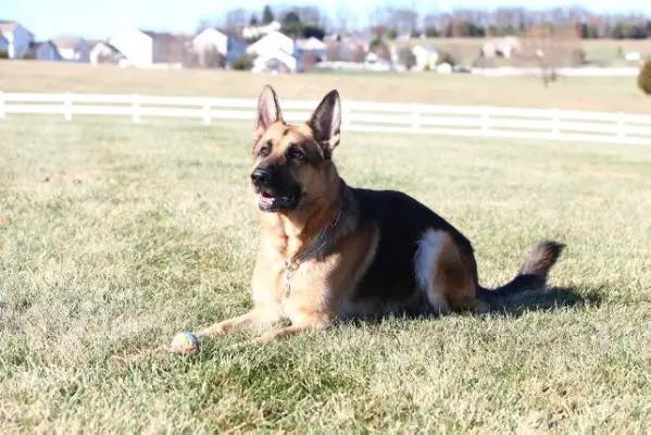 ClausGunner v Bullinger