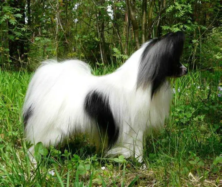 IntCH, CH RUS, SWE, BEL Sher Jason Bozhy Oduvanchik