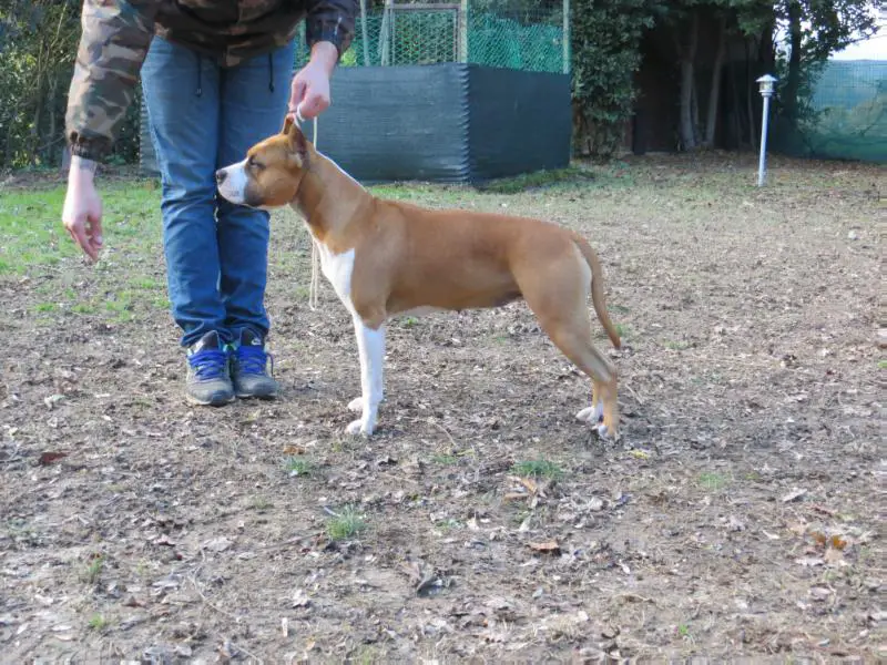 Cuda's Lucky Strike Of Show