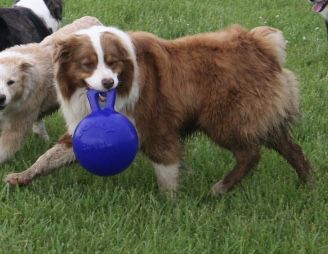 Daybreak's Blazing Boomerang