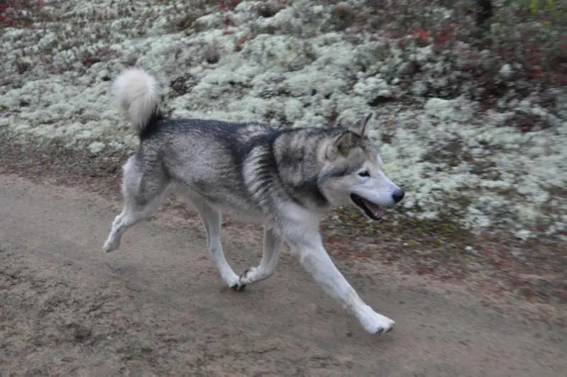 Malamute Mountain's Flake for Nordiclight