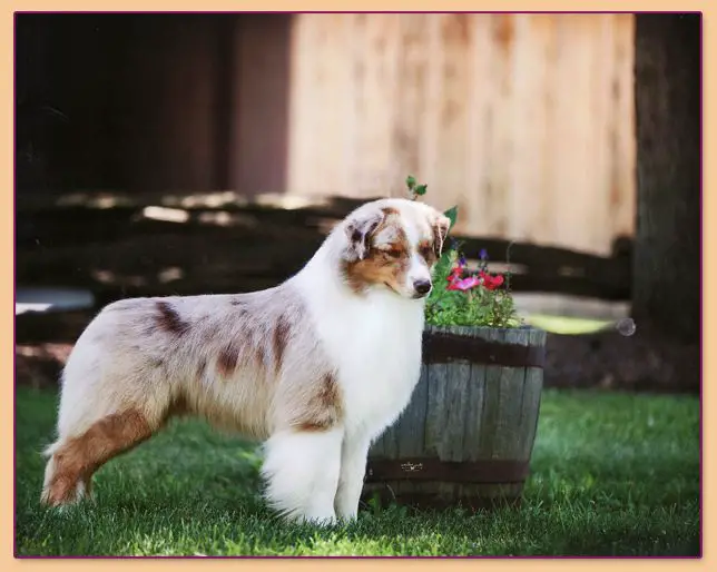 AKC GCH Sirius Copper Still of Harmony Hill