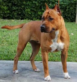 Willynwood The Best Of Times