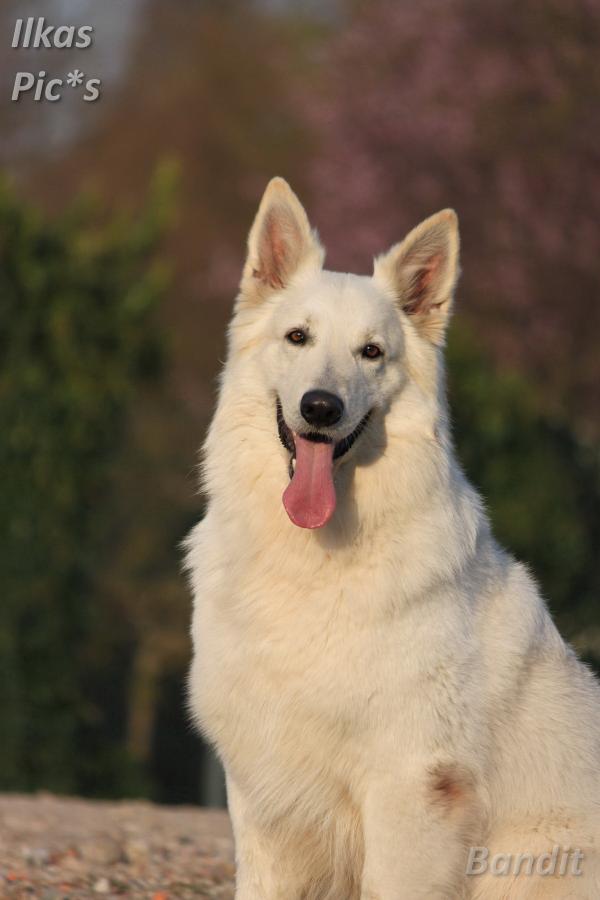 Bajou Bandit vom Breeberg