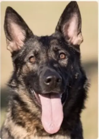 Absolut Zyvah Vom Buserhaus