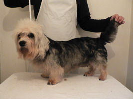 Nicolina vom Parkwald