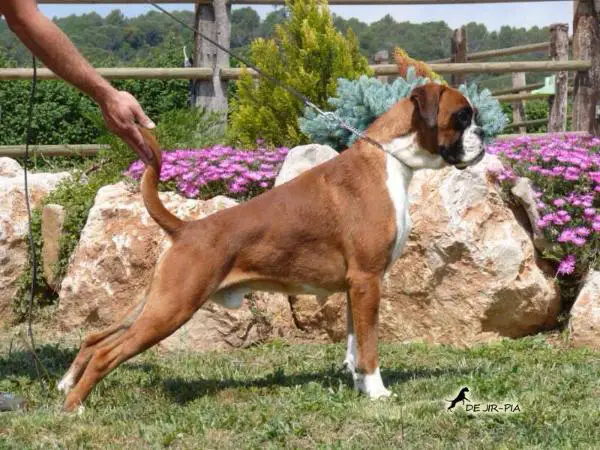 Satisfaction de Jir-Pia